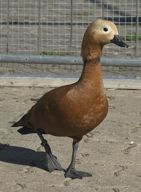 虽未能保持