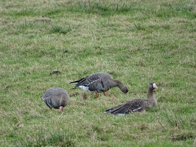 许多成功的 许多成功的