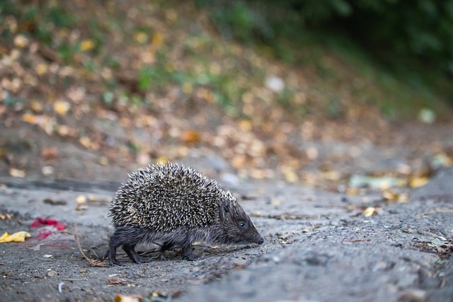 阵容安排 阵容安排